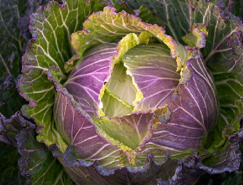 http://www.cherrygal.com/images/JanuaryKingCabbageNew.jpg