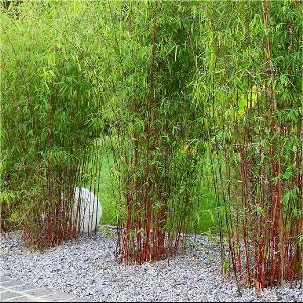 Image result for Fargesia scabrida Asian Wonder