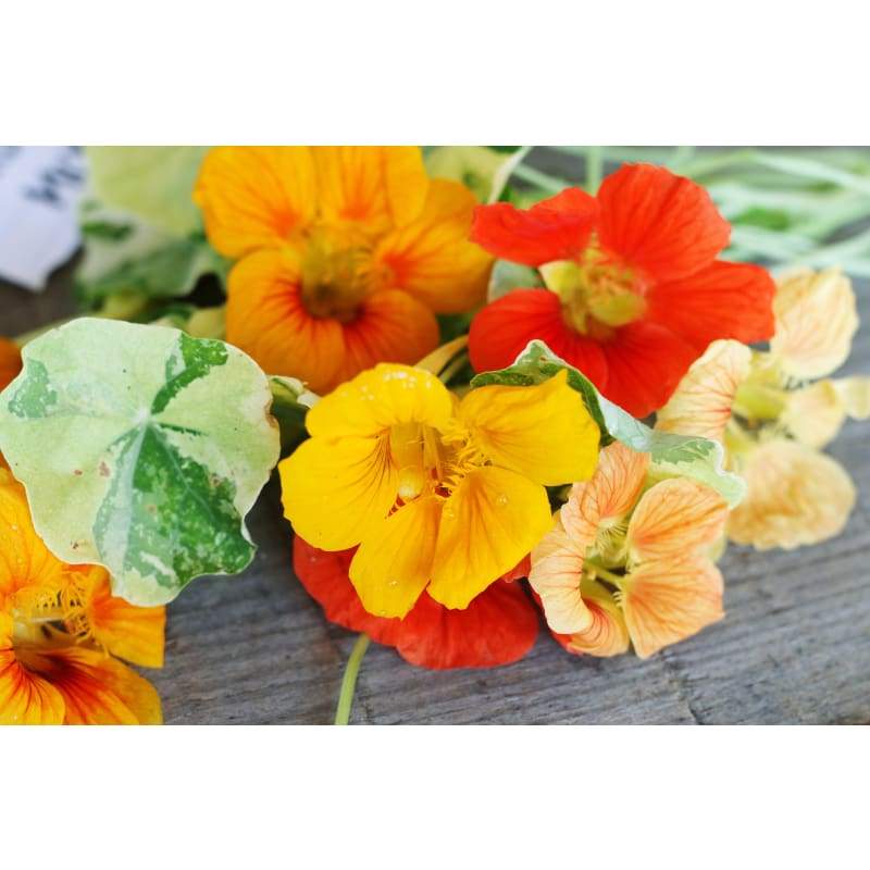 Alaska Mix Nasturtium