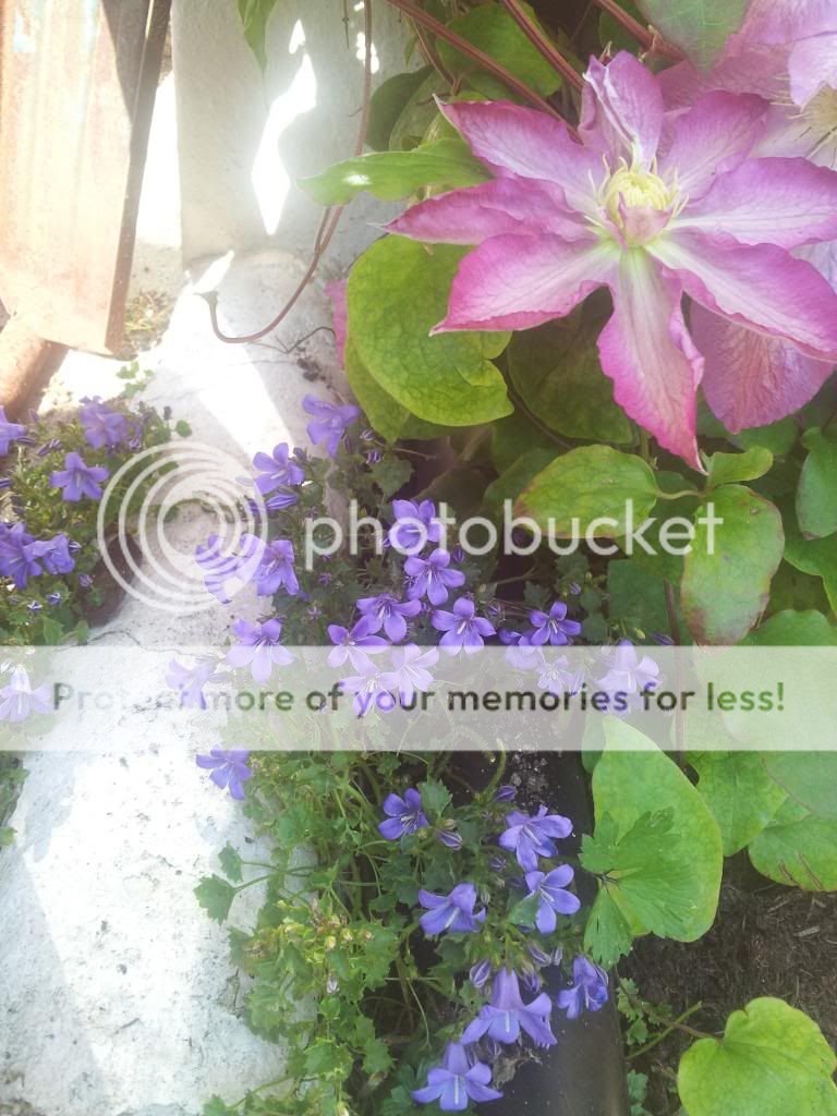 http://i1300.photobucket.com/albums/ag97/Bev_Pounsett-Krynauw/3205-06-13_zps995e689e.jpg