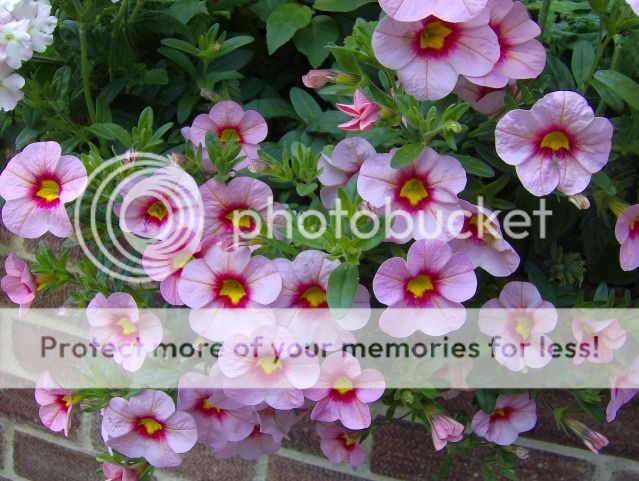 http://i1131.photobucket.com/albums/m551/lilylouise1/garden019-2.jpg