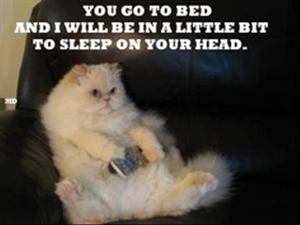 Image result for cat going to bed images