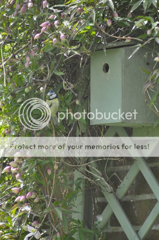 http://i232.photobucket.com/albums/ee192/thebear843/Garden/file_zps5cf246a8.jpg