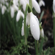 Lillybell