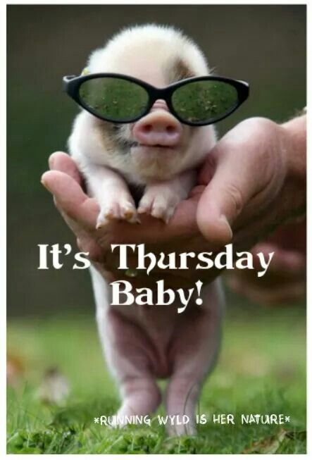 Its Thursday  Cute animals Cute baby pigs Cute funny animals