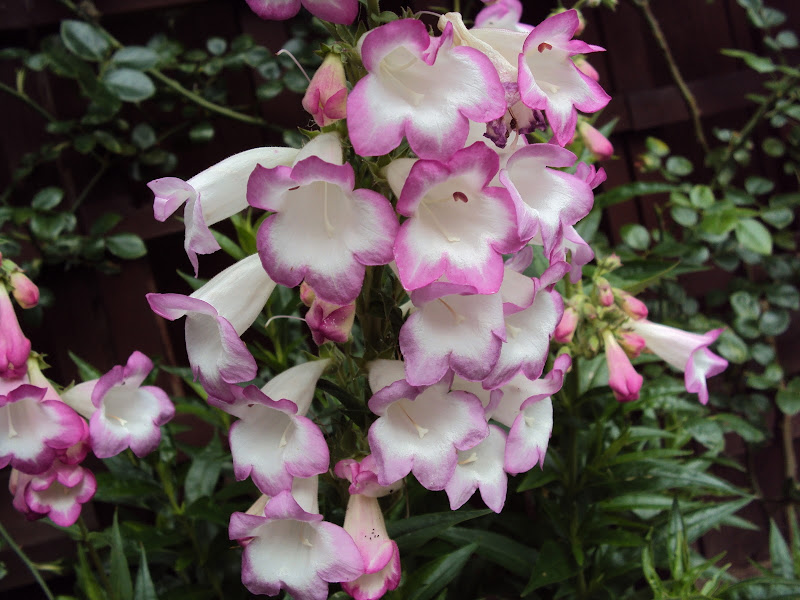 https://lh5.googleusercontent.com/-P4kJvMS8ZwU/TEN6nH2Ra0I/AAAAAAAAAg8/P65LnMpZL2I/s800/Penstemon%2520%2527Pensham%2520Laura%2527.JPG