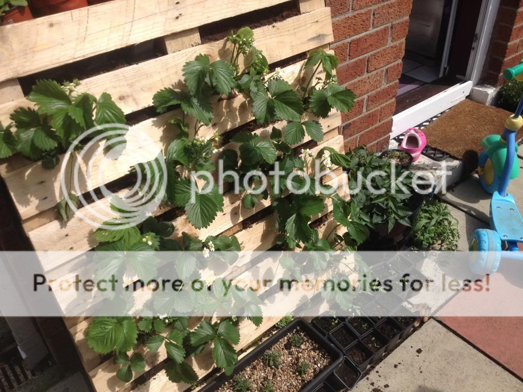 http://i1074.photobucket.com/albums/w410/kathryncraig/217602FD-62EC-4880-A726-0815761F27E0.jpg