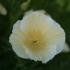 Eschscholzia californica Thai Silk Series Milkmaid