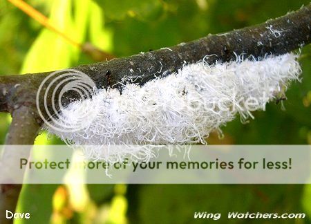 http://img.photobucket.com/albums/v11/otnorot/waphid1_zps61cce6d4.jpg