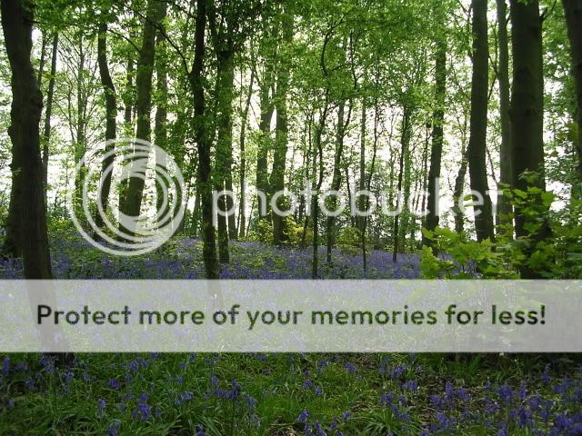 http://i27.photobucket.com/albums/c186/DavidKnapper/Bluebells/DSCN0329.jpg