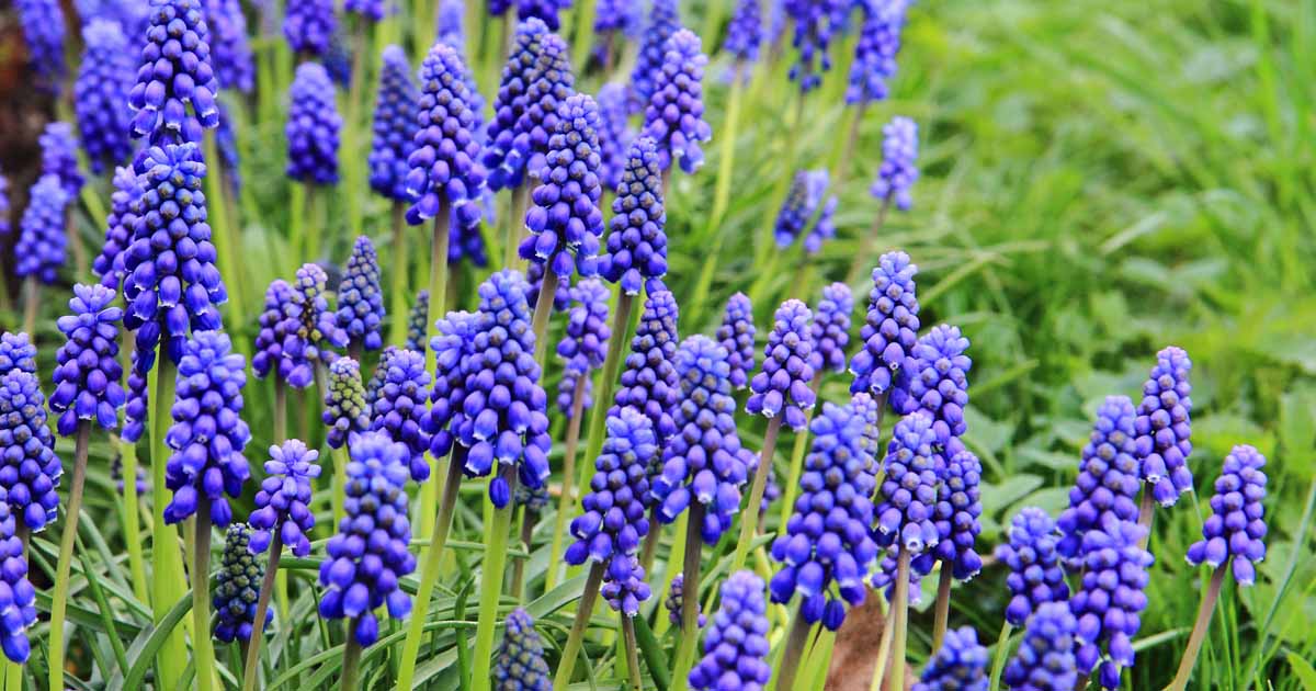 How to Grow and Care for Grape Hyacinth  Gardeners Path