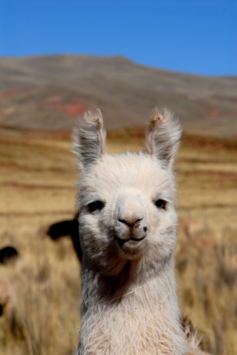 LLamalashes