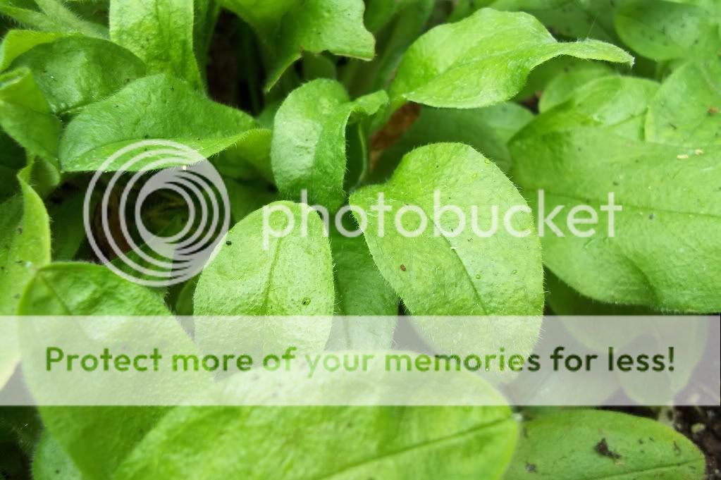 http://i1059.photobucket.com/albums/t427/glas5552/b6b23f8b.jpg