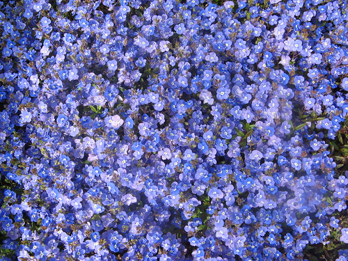 http://farm1.staticflickr.com/212/487528570_2a00574436.jpg