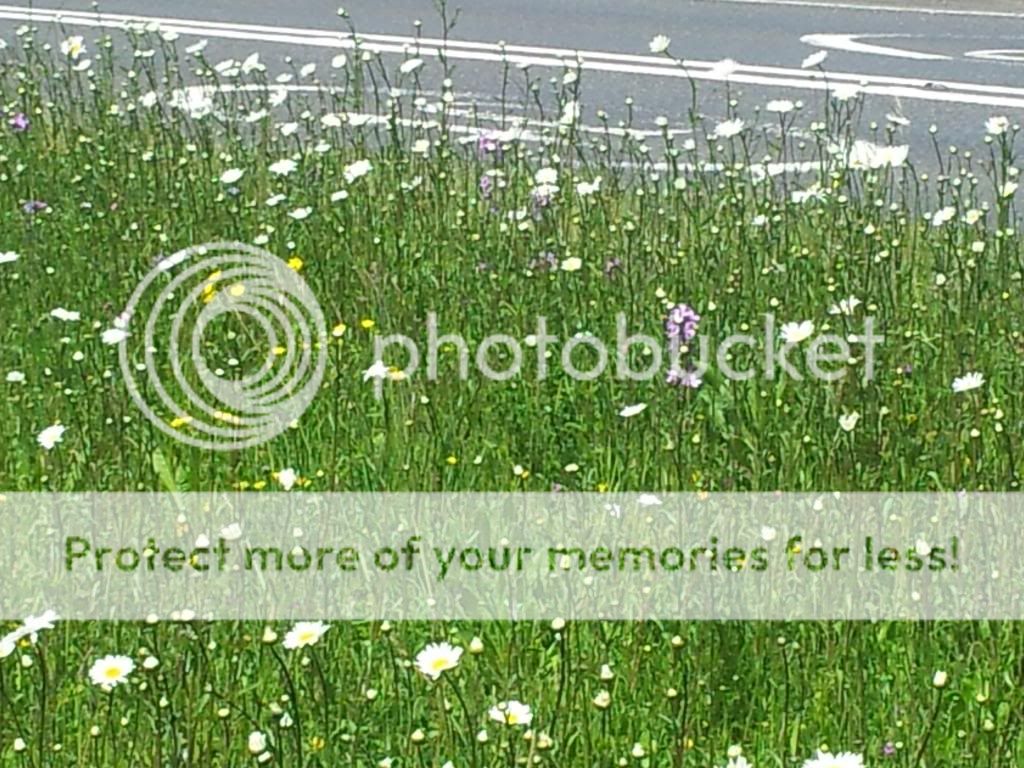 http://i1300.photobucket.com/albums/ag97/Bev_Pounsett-Krynauw/1405-06-13_zps9a167071.jpg