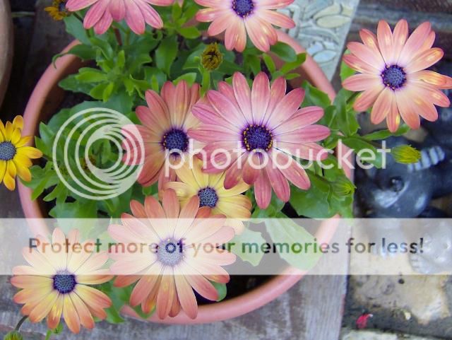 http://i1131.photobucket.com/albums/m551/lilylouise1/misc001-3.jpg