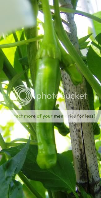 http://i50.photobucket.com/albums/f350/streptocarpus/150709045.jpg