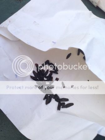 http://i232.photobucket.com/albums/ee192/thebear843/Garden/file_zps6605055b.jpg