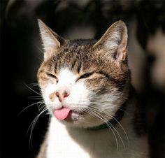 Image result for cat putting tongue out images