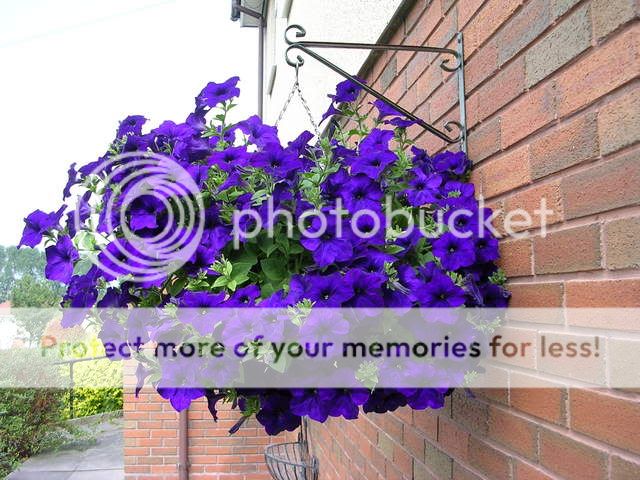 http://i27.photobucket.com/albums/c186/DavidKnapper/DSCN0559.jpg