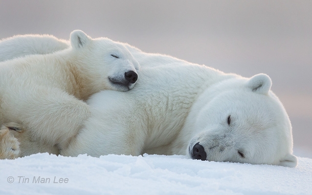 Polar Bear Mother and Cub Sleeping in the Snow - Photorator