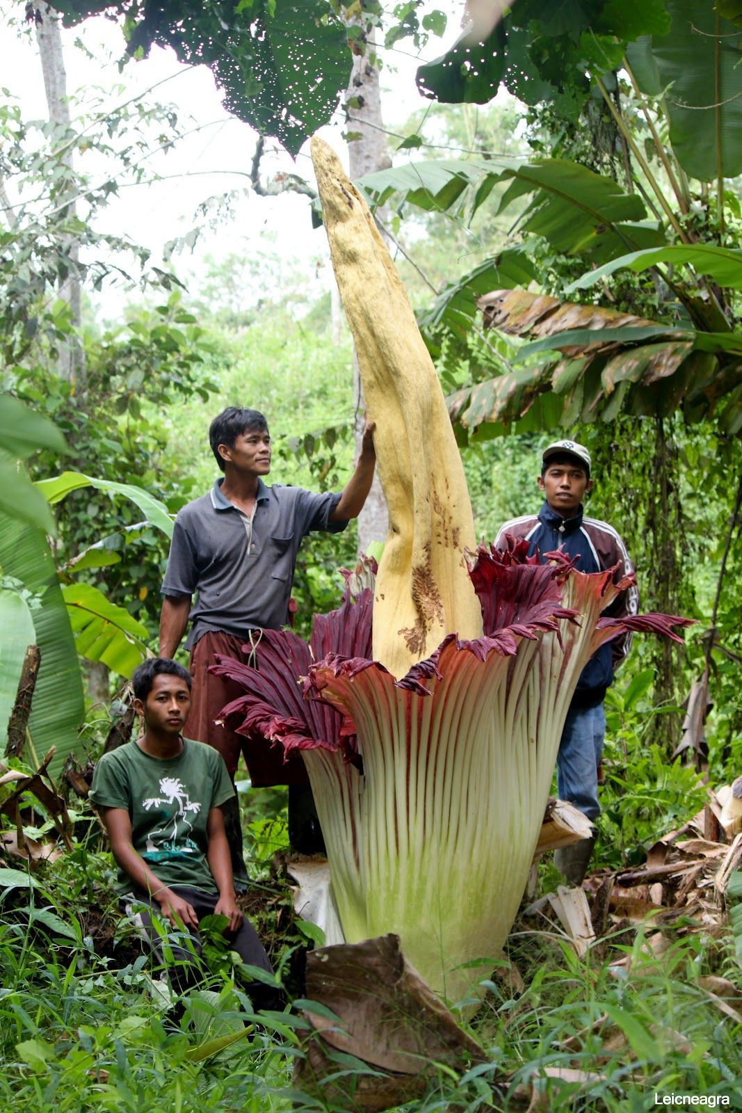 Amorphophallus  Amorphophallus titanum From Rejang Land Sumatra