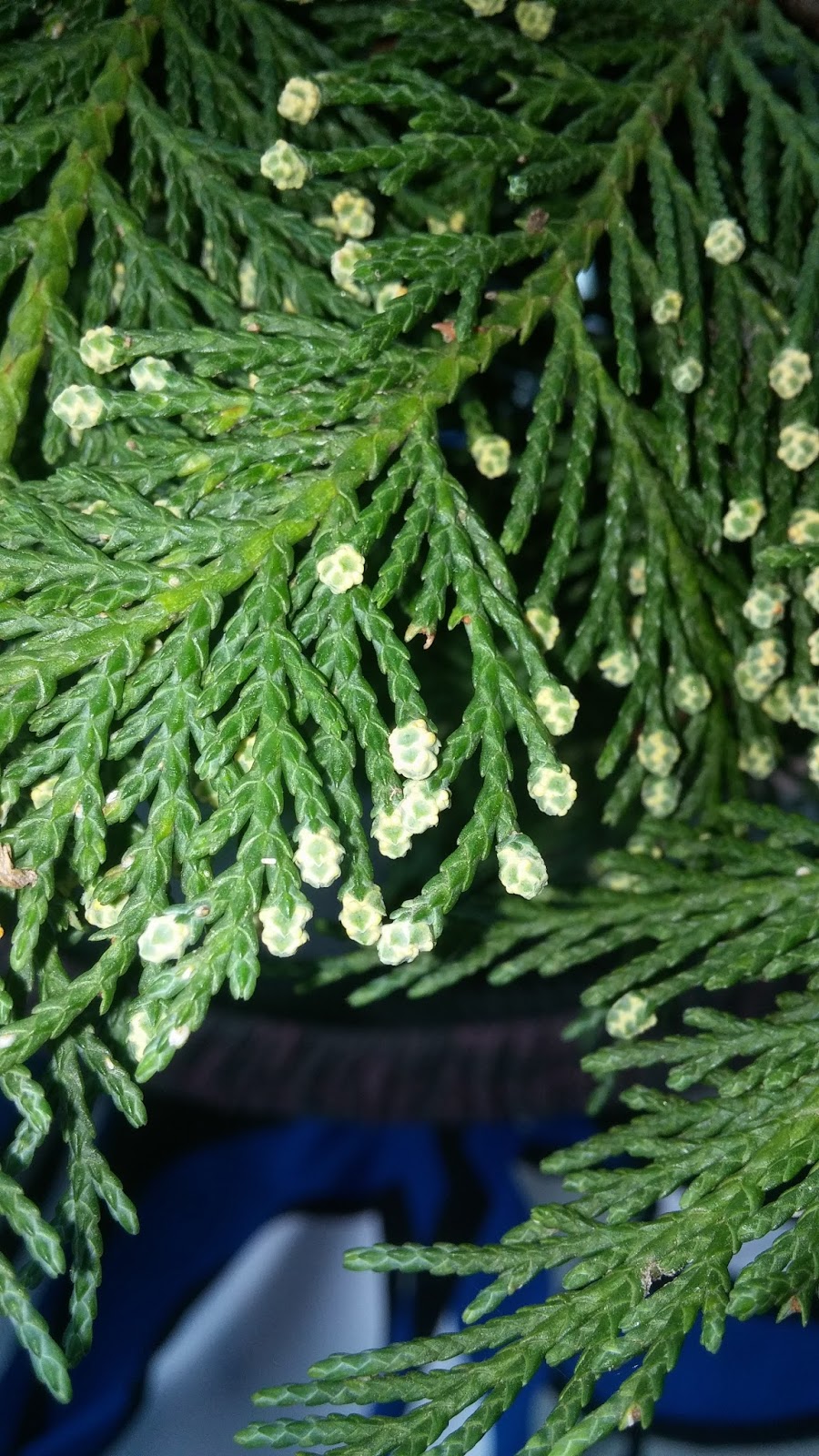Image result for Leyland cypress  flowers images