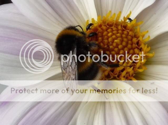 http://i72.photobucket.com/albums/i179/Cheerypeabrain/Wildlife/19thJuly2011030.jpg
