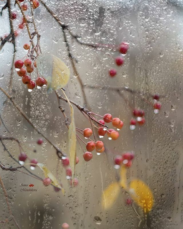 Good morning ladiesRainy Autumn Day here  Autumn rain Autumn day  Autumn magic