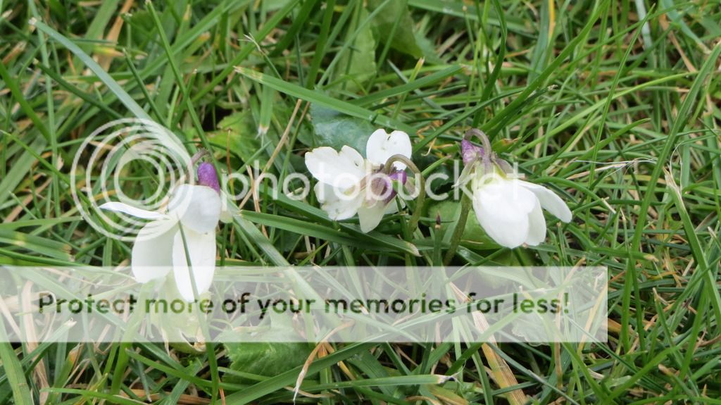 http://i1345.photobucket.com/albums/p677/LuluTheLurcher/001_zpsqmi7woqh.jpg