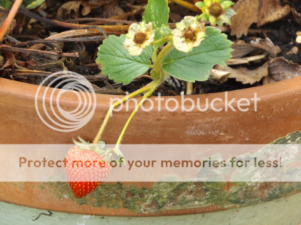 http://i1331.photobucket.com/albums/w595/fairygirl55/DSCF1198_zpsgwbcil6o.jpg