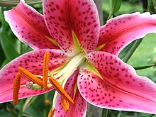 http://upload.wikimedia.org/wikipedia/commons/thumb/d/db/Lilium_orientalis.jpg/220px-Lilium_orientalis.jpg