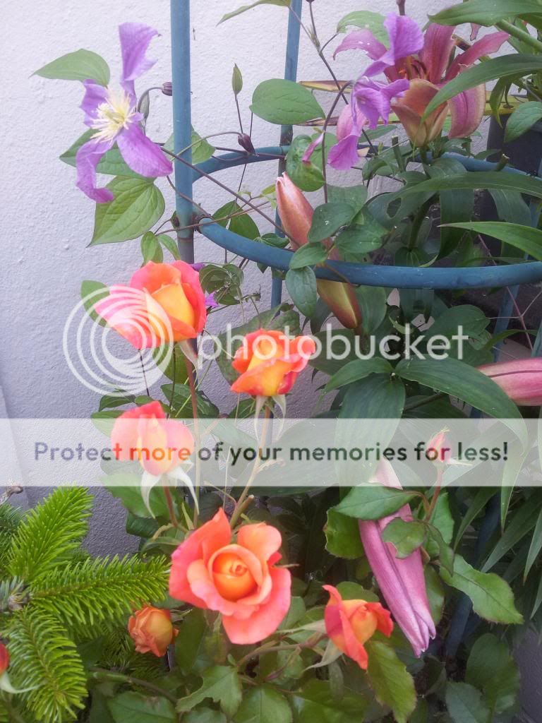 http://i1300.photobucket.com/albums/ag97/Bev_Pounsett-Krynauw/printed_zps843a6851.jpg