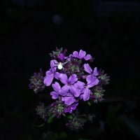 Finnish_Fennel