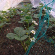 My Garden Spade