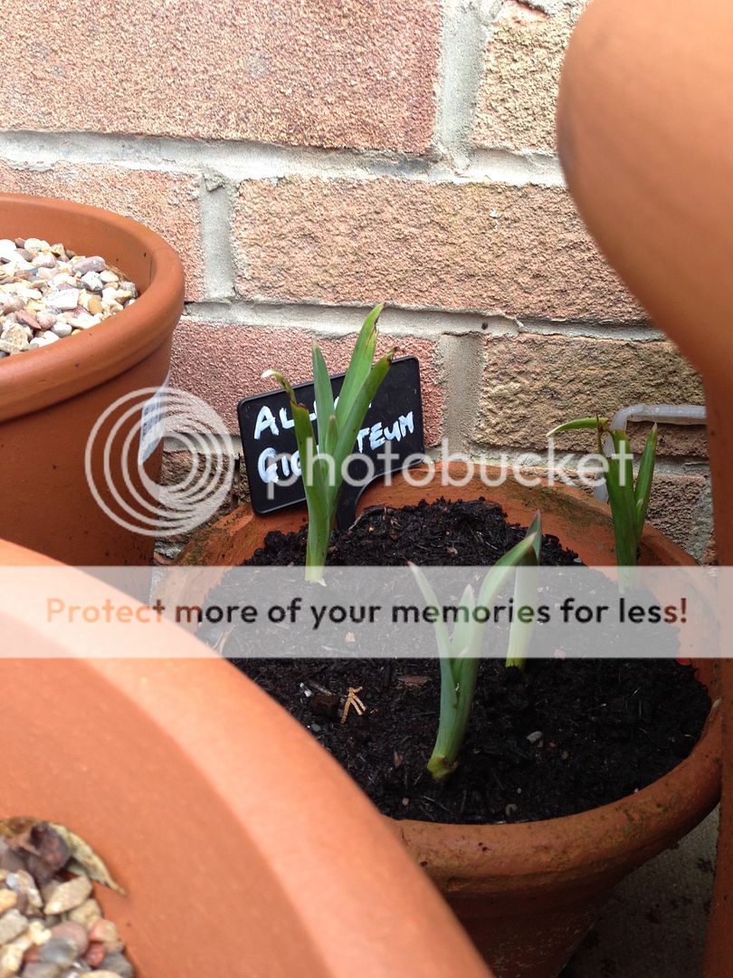 http://i232.photobucket.com/albums/ee192/thebear843/Garden/IMG_8577_zpsblzkpqb7.jpg