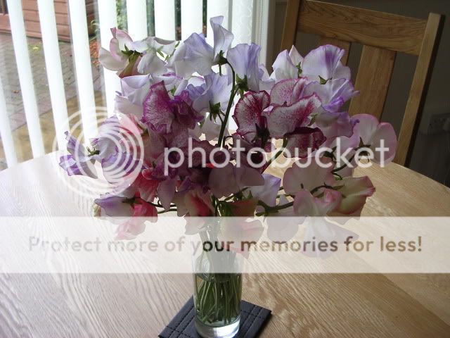 http://i27.photobucket.com/albums/c186/DavidKnapper/DSCN0893.jpg