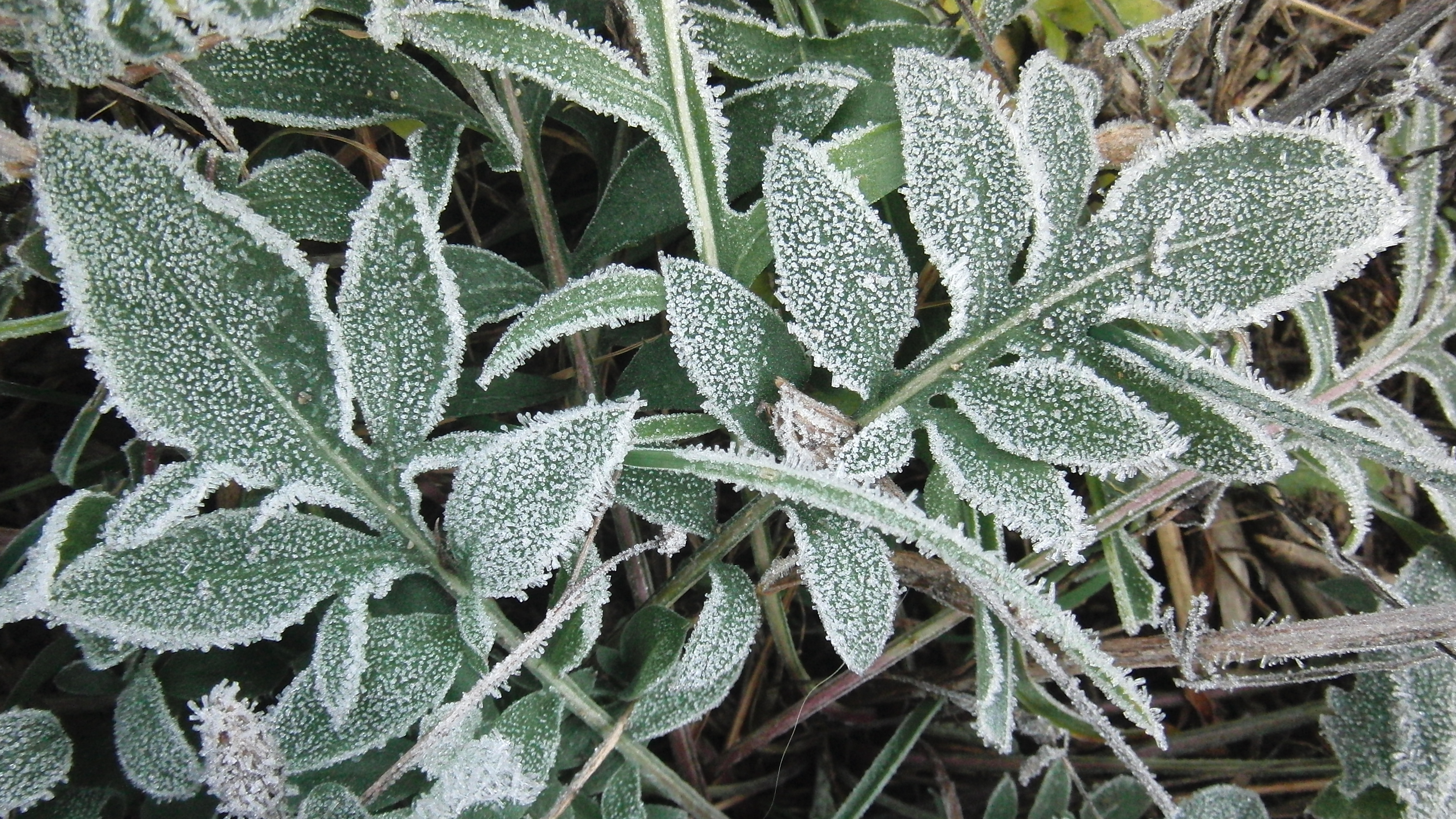 Image result for Hard frost images