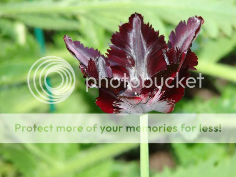 http://img.photobucket.com/albums/v11/otnorot/All%20plants/018.jpg