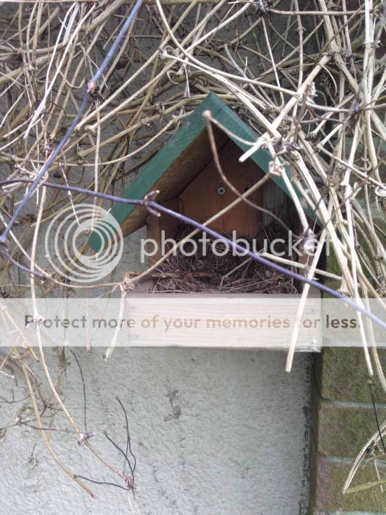 http://i232.photobucket.com/albums/ee192/thebear843/Garden/IMG_6805_zpsqxdfkysf.jpg