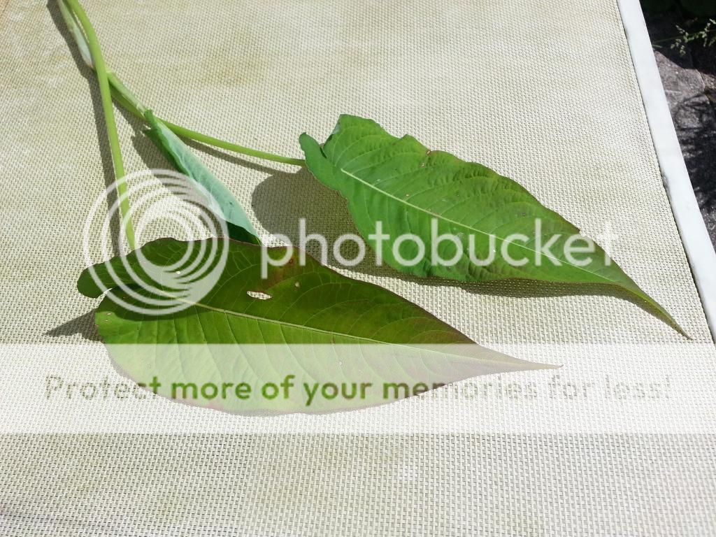 http://i1185.photobucket.com/albums/z352/dornat007/Plant/20140617_110626.jpg