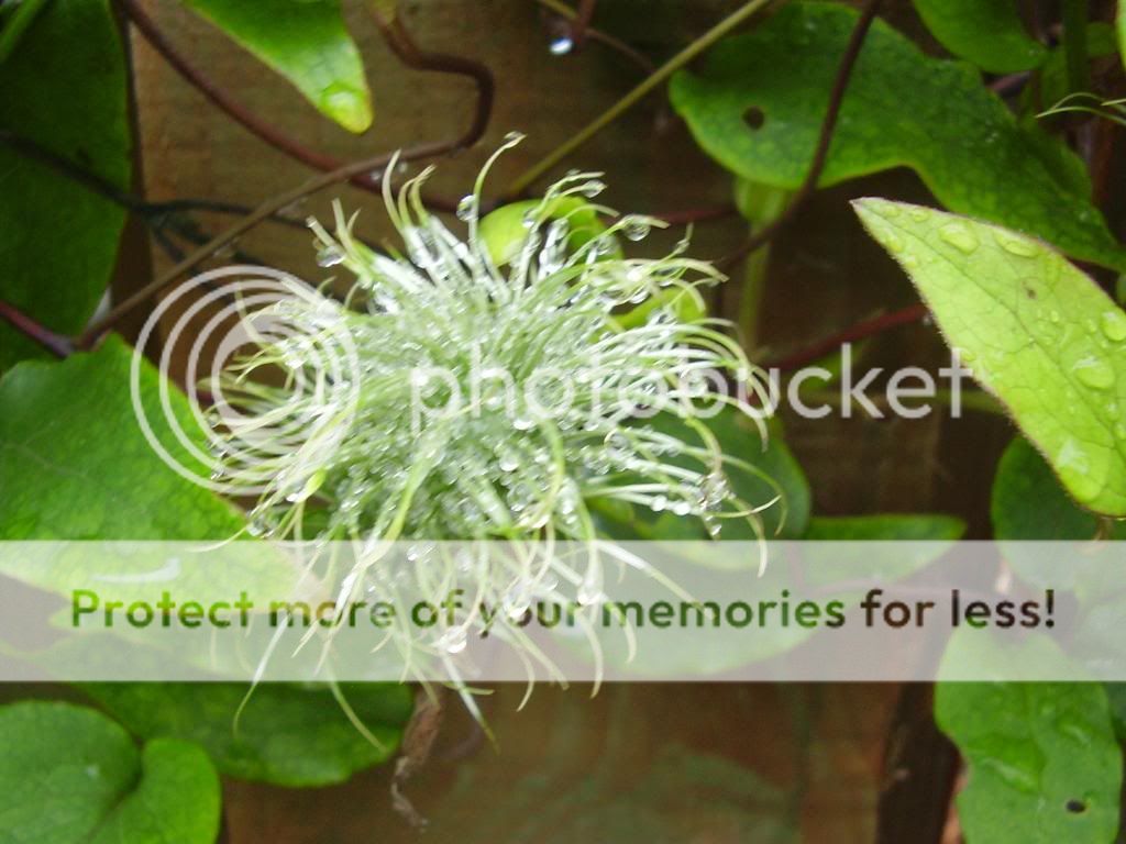 http://i1331.photobucket.com/albums/w595/fairygirl55/P9270832_zps8789111e.jpg
