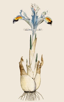 Weed fairy