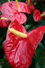 http://www.tropical-plants-and-flowers-guide.com/images/Red-Anthurium-Plant.jpg