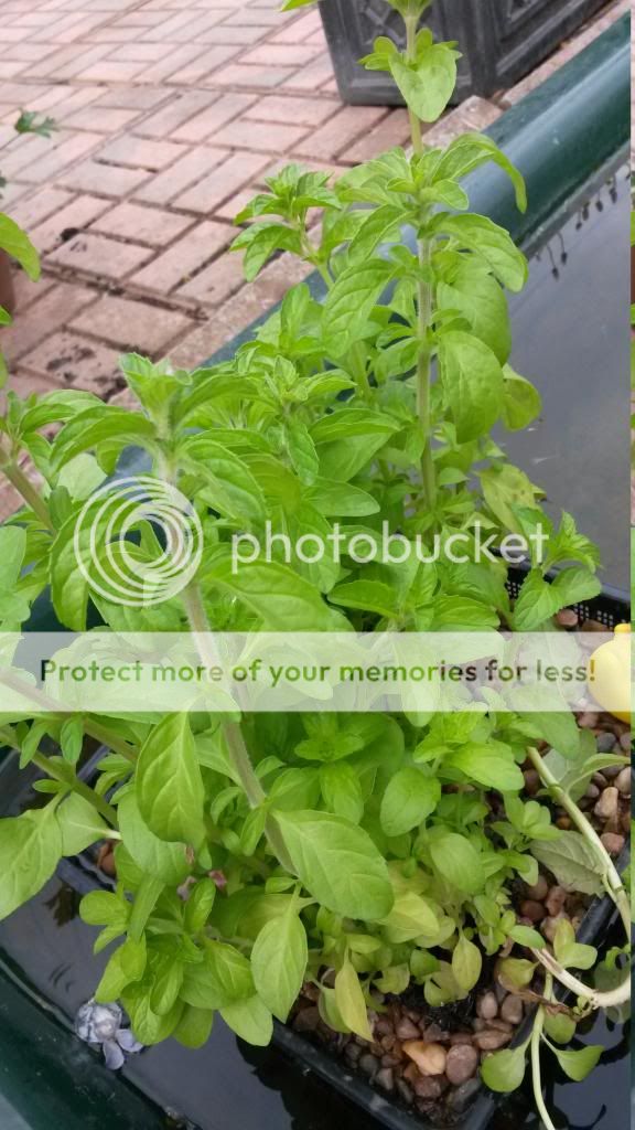 http://i819.photobucket.com/albums/zz113/LadyClarington/20140507_181904_zpsaxkvqiqu.jpg