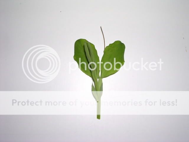 http://i27.photobucket.com/albums/c186/DavidKnapper/DSCN0626.jpg