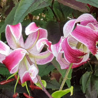 madaboutplants