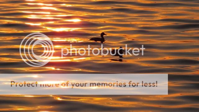 http://i27.photobucket.com/albums/c186/DavidKnapper/022_zps373d6577.jpg
