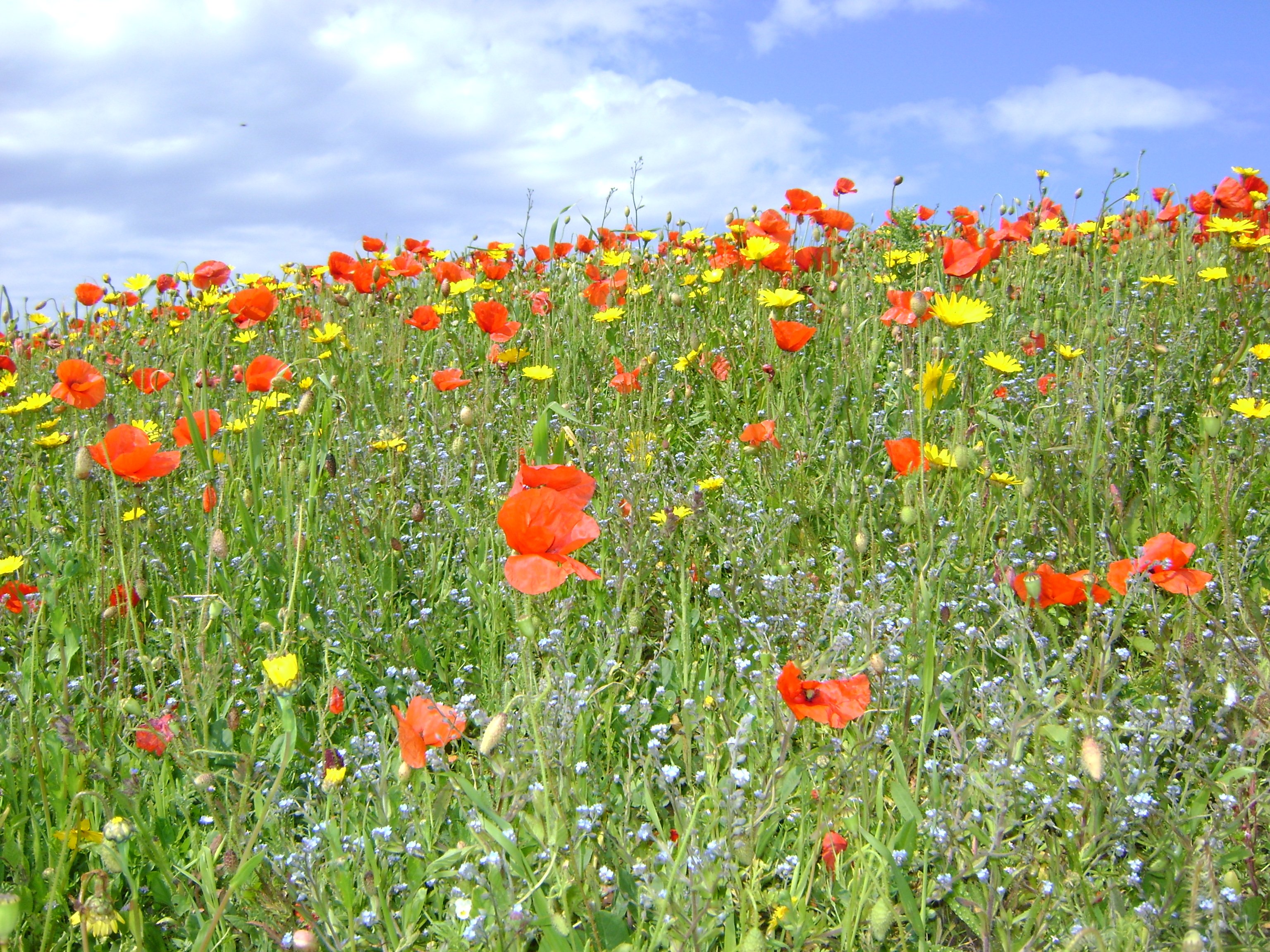 Wild about Flowers