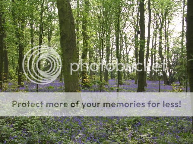http://i27.photobucket.com/albums/c186/DavidKnapper/Bluebells/DSCN0330.jpg